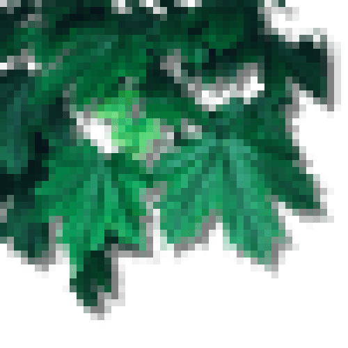 leafses